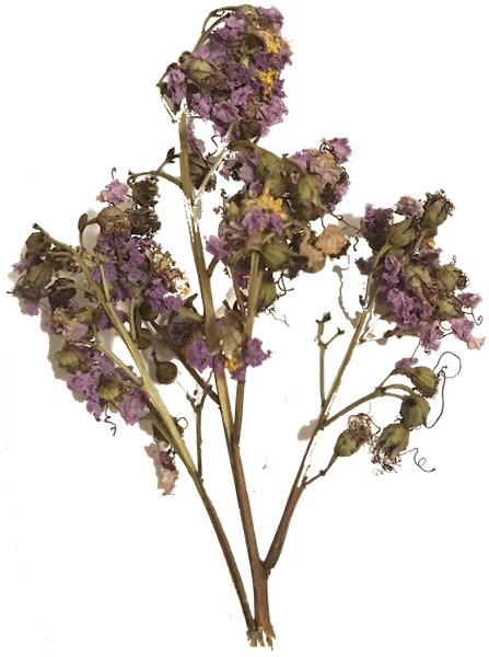 magenta wildflower dried