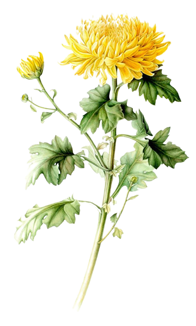 crysanthemum flower